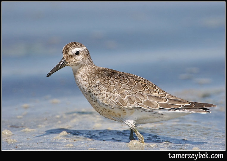 Red Knot