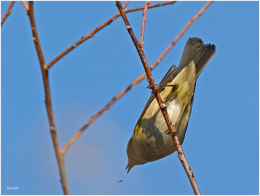 Common Chiffchaff