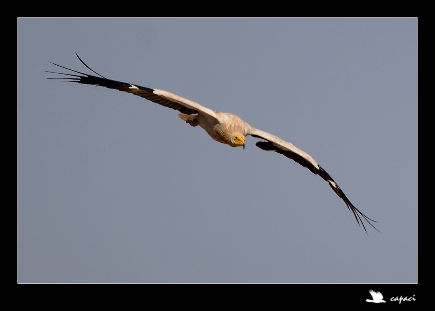 Egyptian Vulture