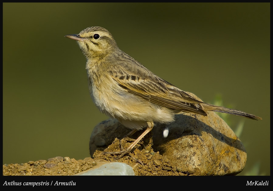 Tawny Pipit