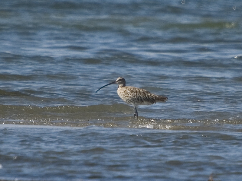 Eurasian Curlew