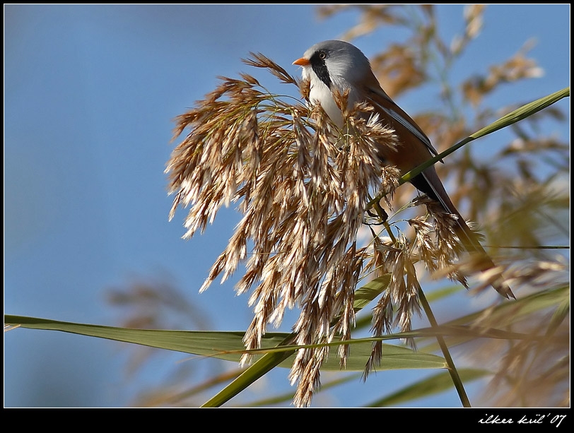 Bearded Reedling