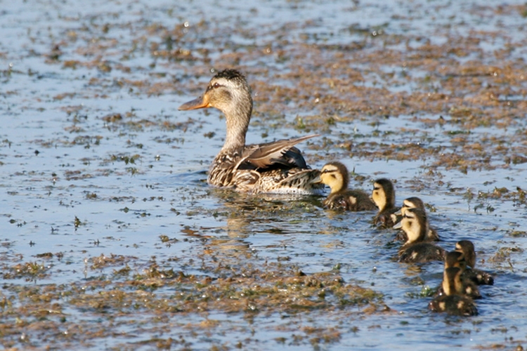 Mallard