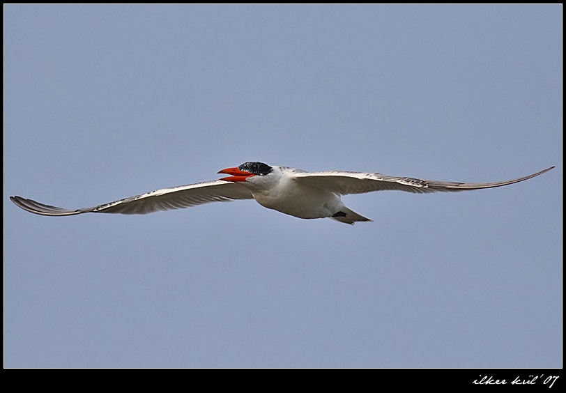Caspian Tern