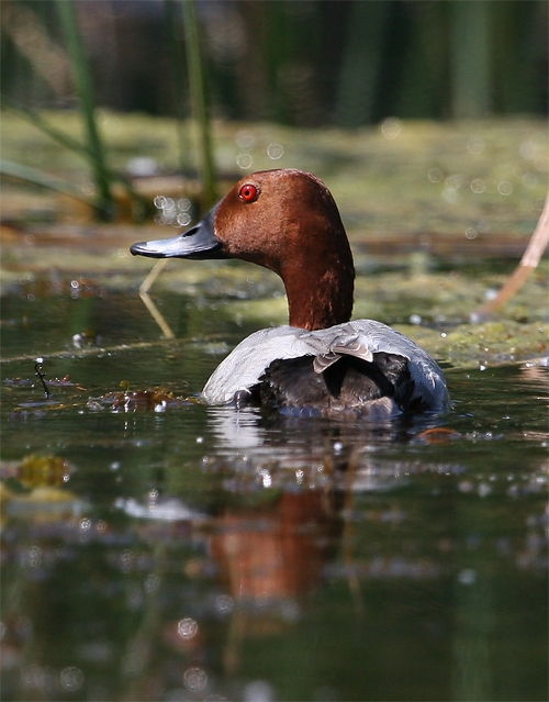 Common Pochard