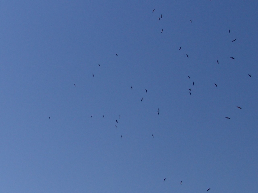 Cinereous Vulture