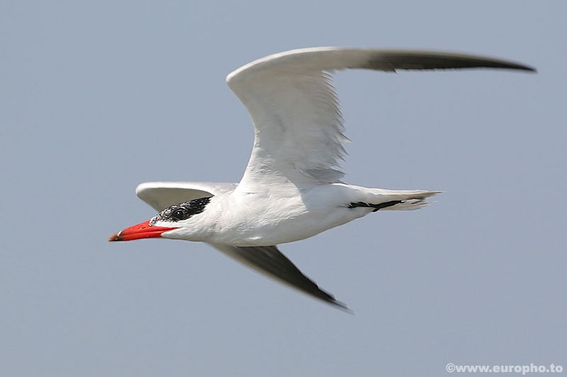 Caspian Tern
