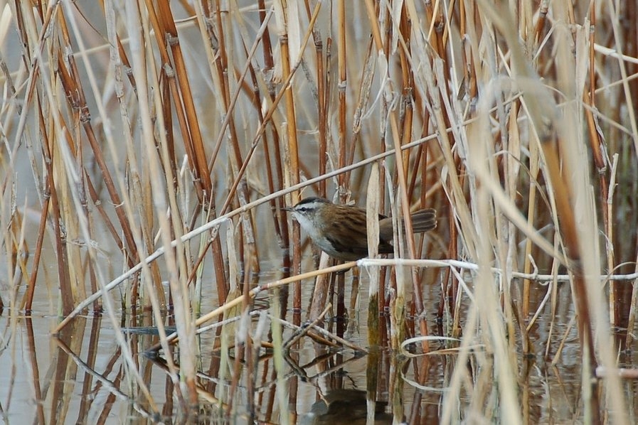 Moustached Warbler