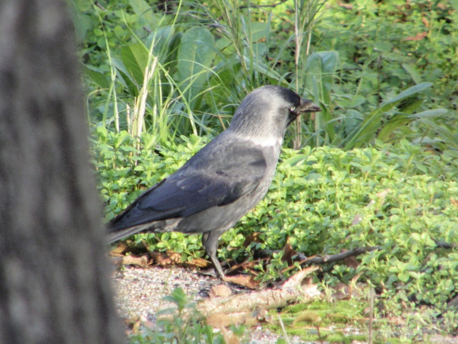 Western Jackdaw