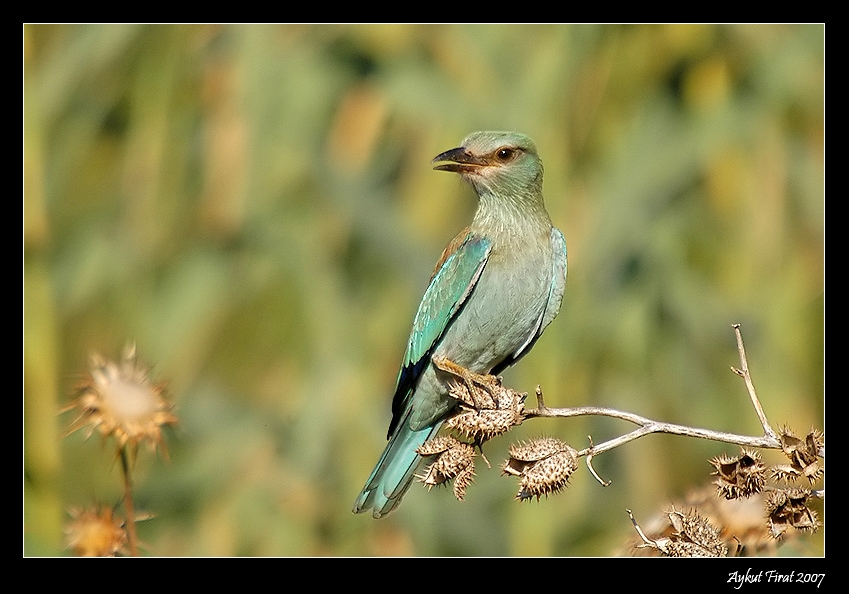 European Roller