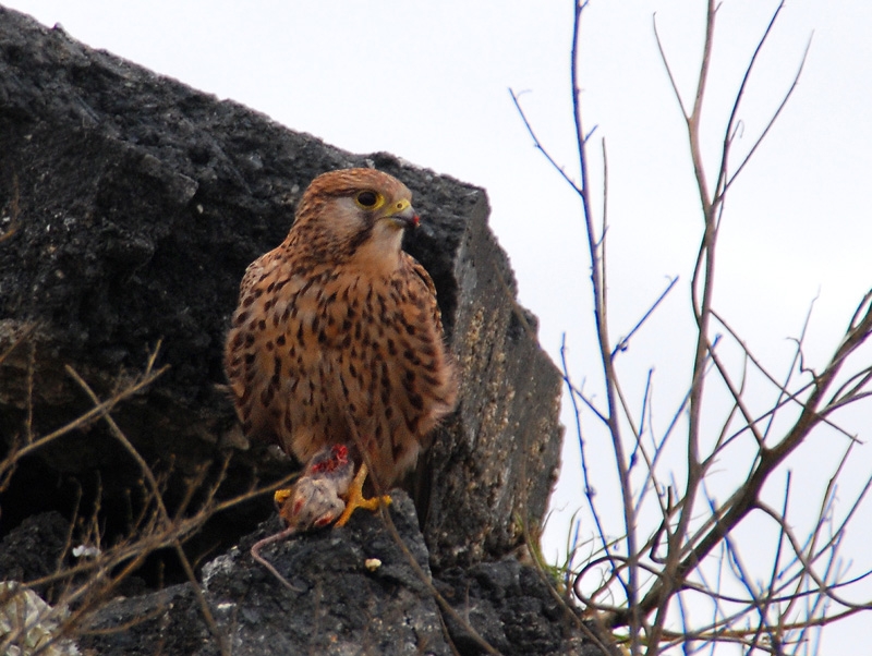 Common Kestrel