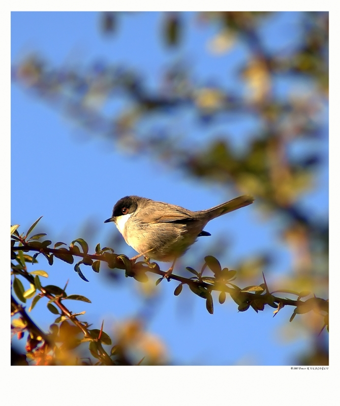 Sardinian Warbler