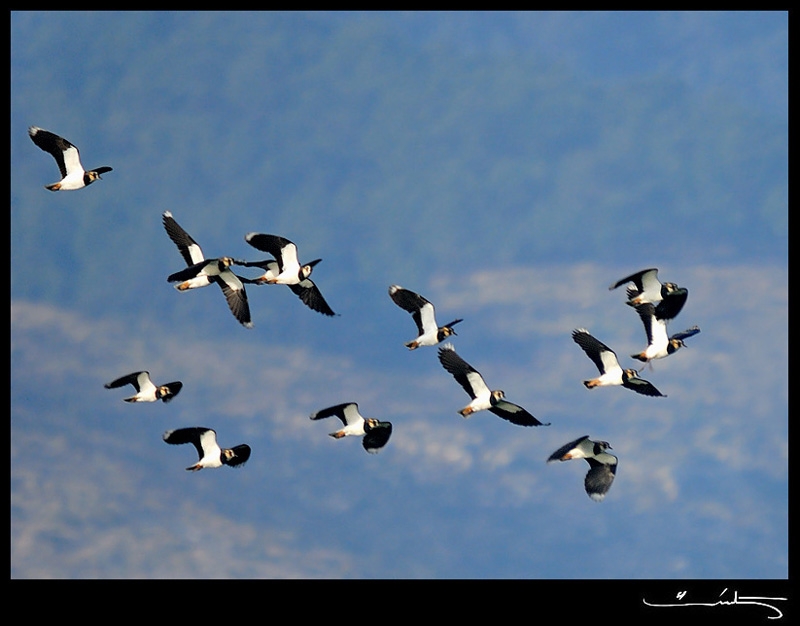 Northern Lapwing