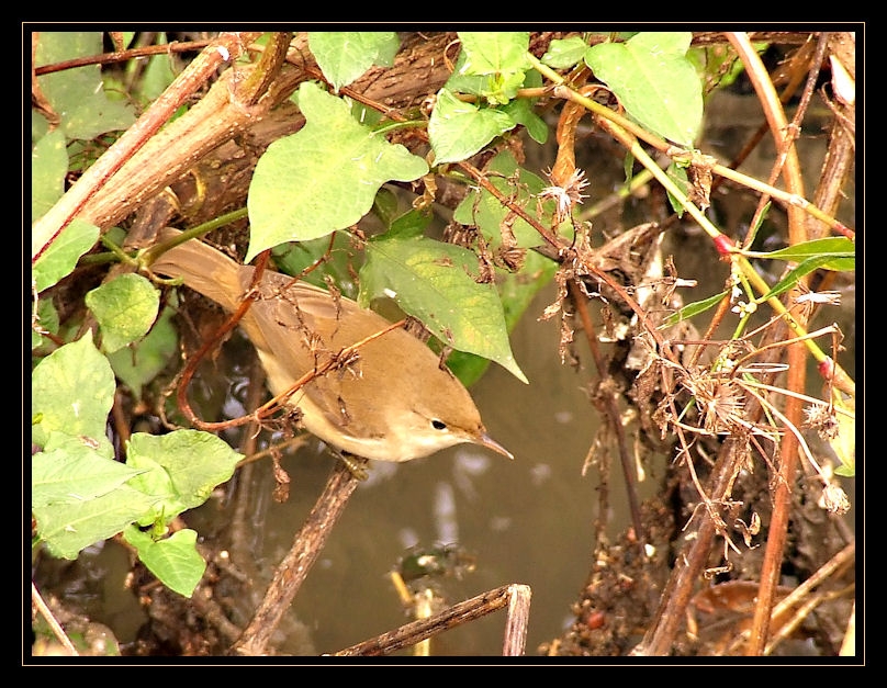 Common Reed Warbler