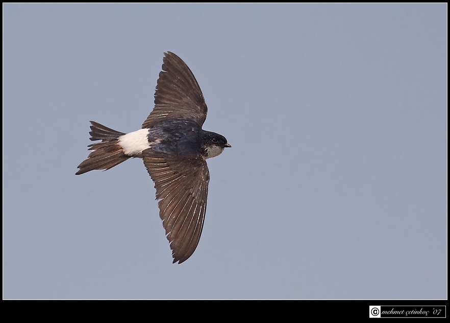 Western House Martin