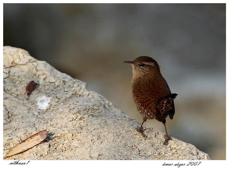 Eurasian Wren