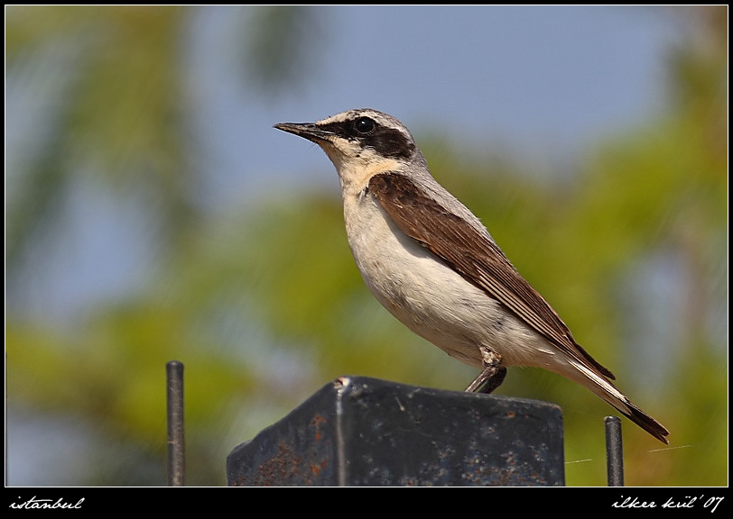 Northern Wheatear