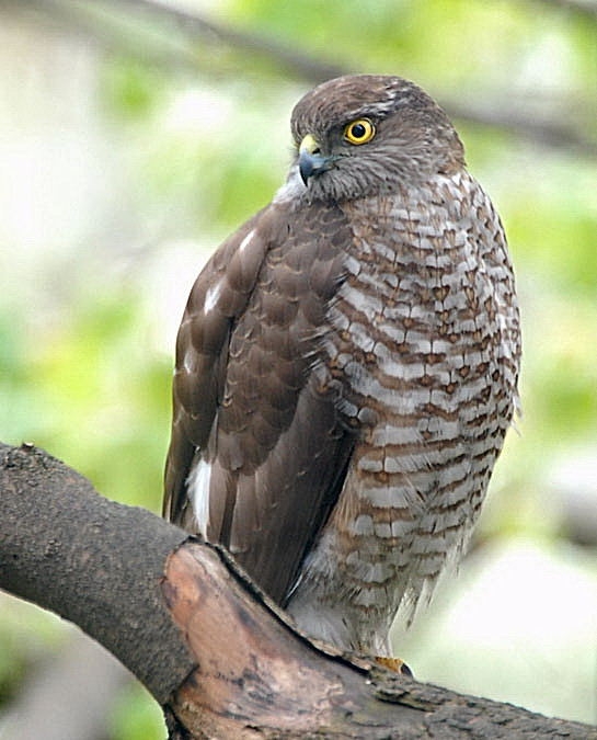 Eurasian Sparrowhawk