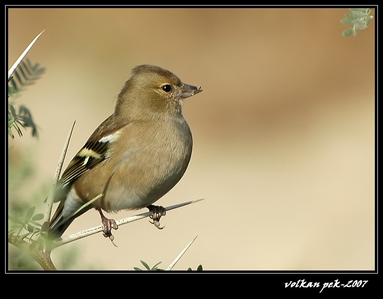 Eurasian Chaffinch