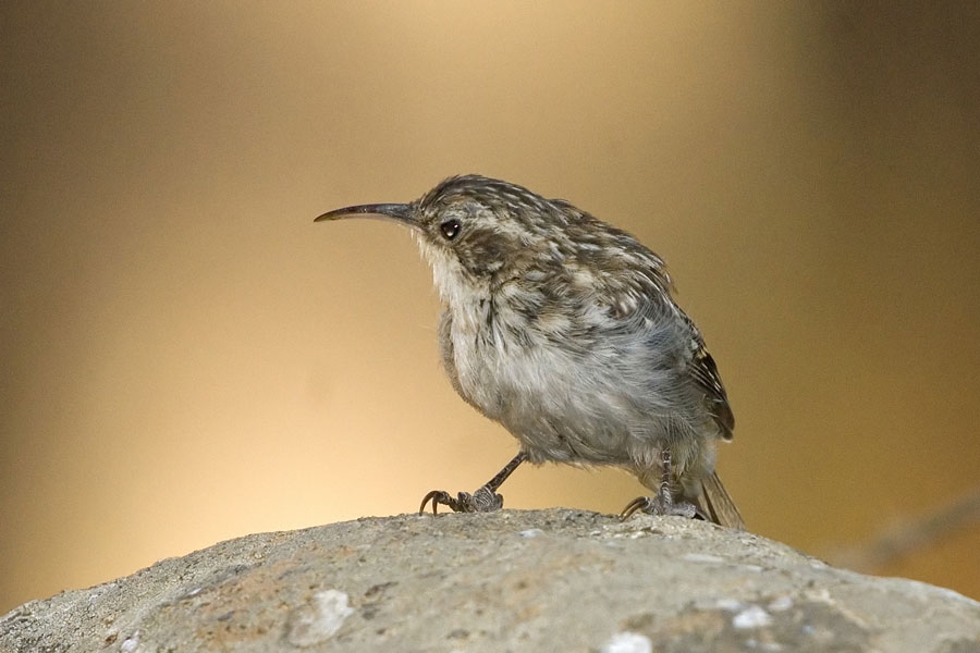 Short-toed Treecreeper
