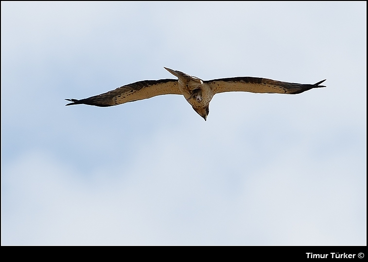 Booted Eagle