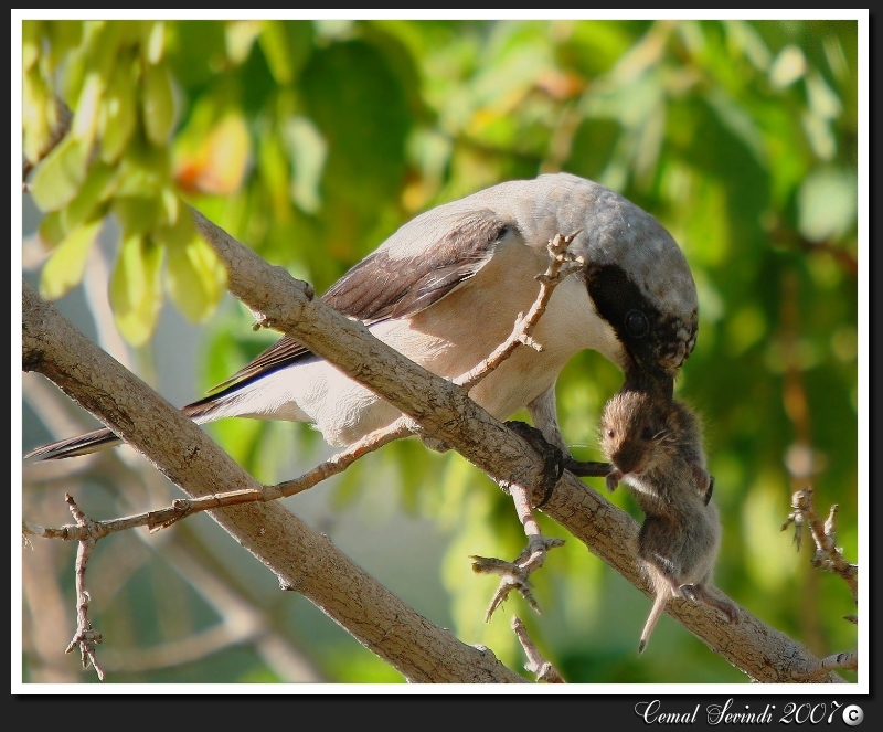 Lesser Grey Shrike