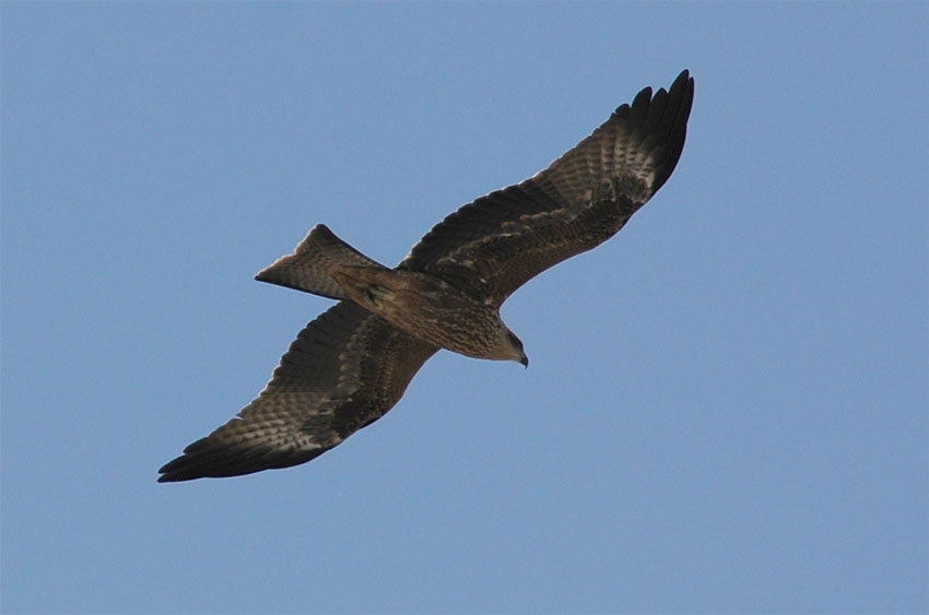 Black Kite