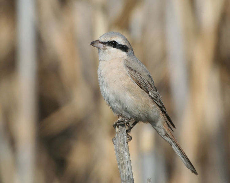 Red-tailed Shrike