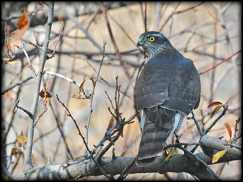 Eurasian Sparrowhawk