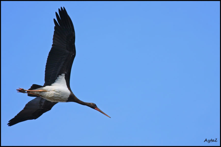 Black Stork