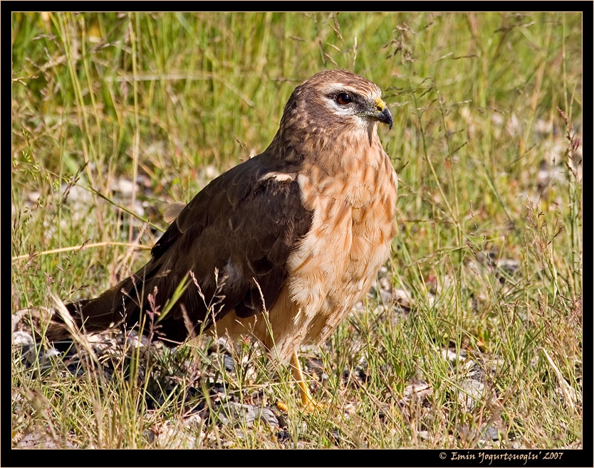 Montagu`s Harrier