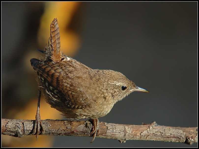 Eurasian Wren