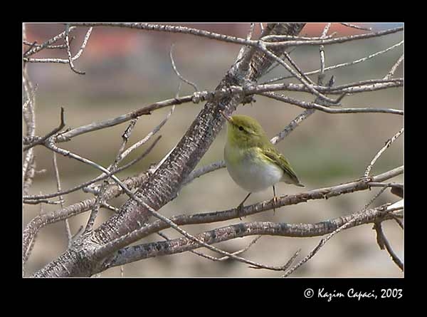 Wood Warbler