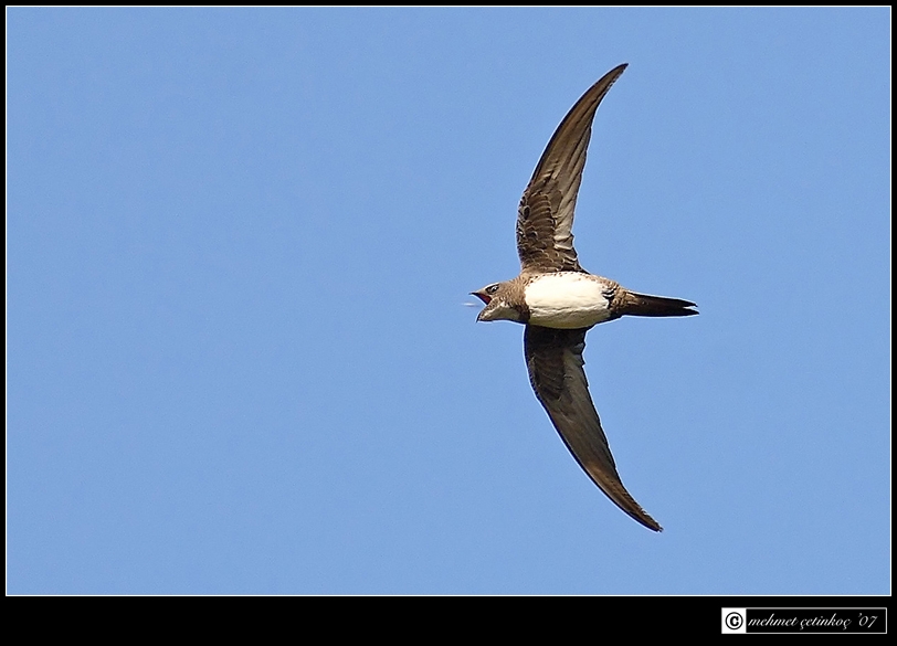 Alpine Swift