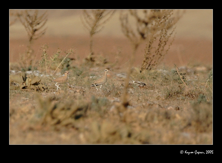 Cream-colored Courser