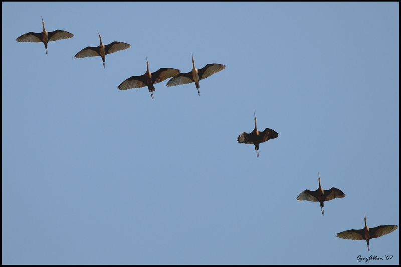 Glossy Ibis