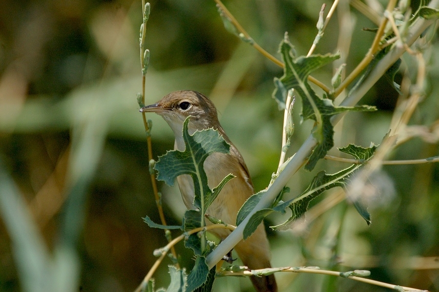 Common Reed Warbler