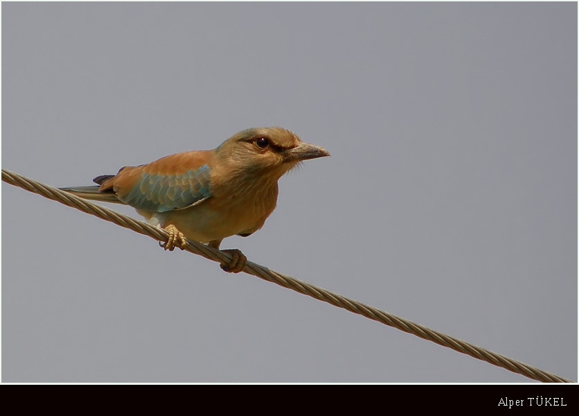 European Roller