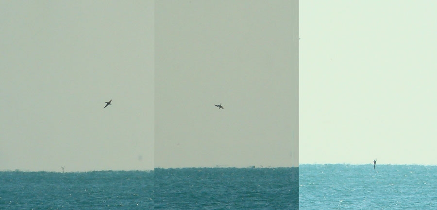 Northern Gannet