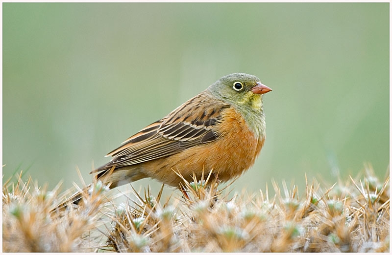 Ortolan Bunting