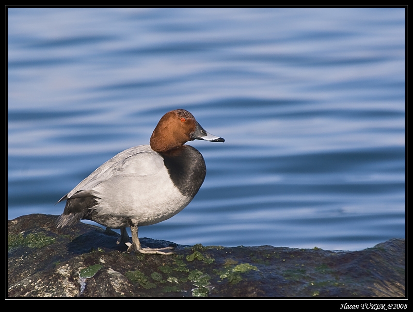 Common Pochard