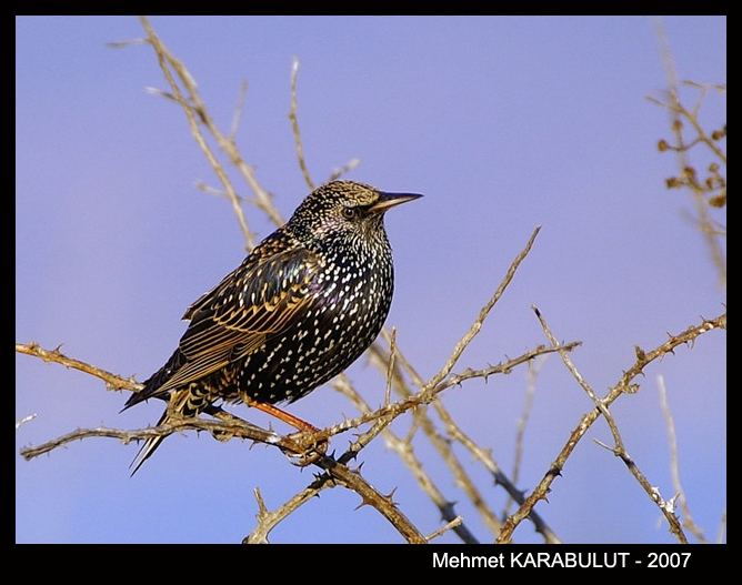 Common Starling