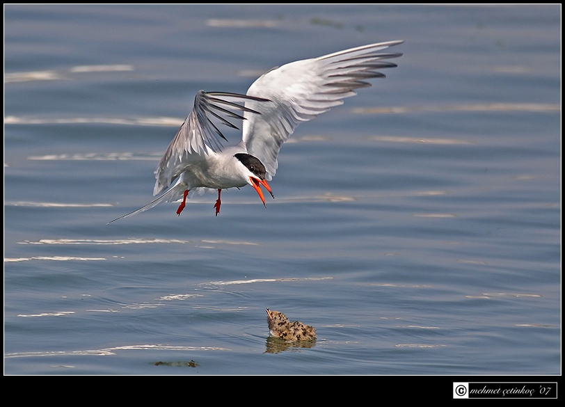 Common Tern