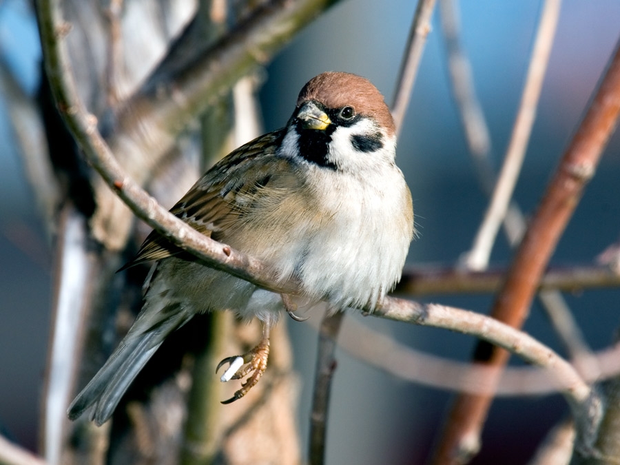 Eurasian Tree Sparrow