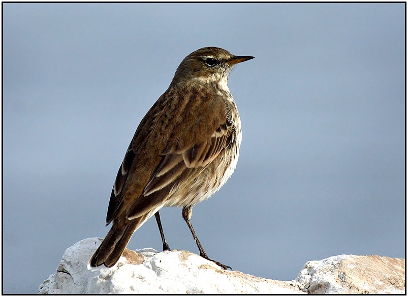 Water Pipit