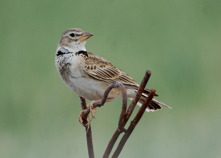Calandra Lark