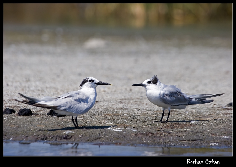 Sandwich Tern