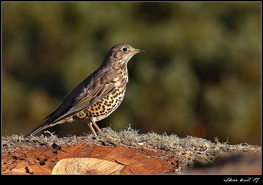 Mistle Thrush