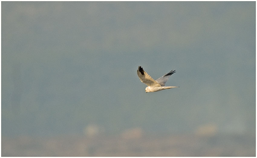Pallid Harrier
