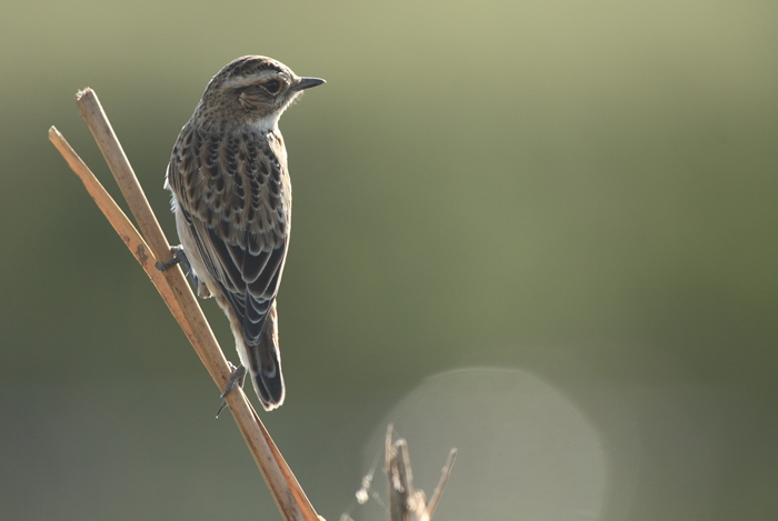 Whinchat
